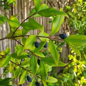 Mirto Blu Àrbatax